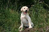 LABRADOR 1261